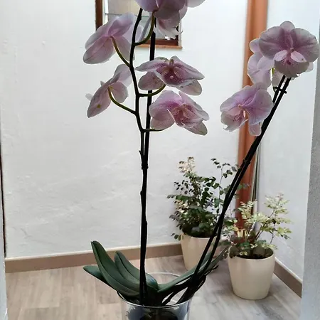 펜션 Casa Cecilia